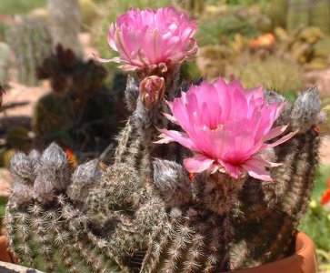 Echinocereus Fitchii