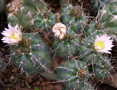 Echinocereus Knippelianus