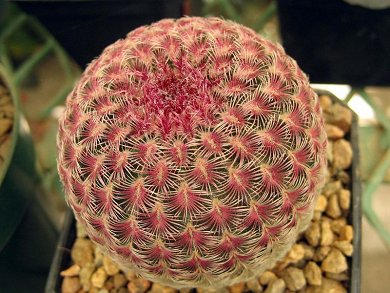 Echinocereus Pectinatus