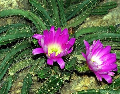 Echinocereus Pentalophus