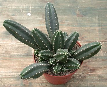 Echinocereus Scheeri Gentryi
