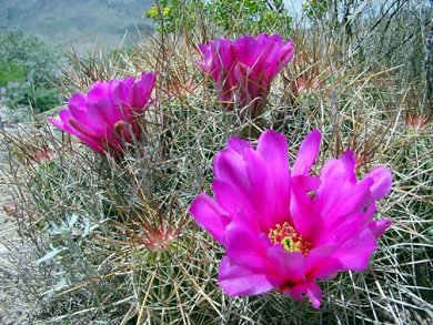 Echinocereus Stramineus