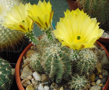 Echinocereus Subinermis Ochoterenae