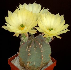 Echinocereus Subinermis