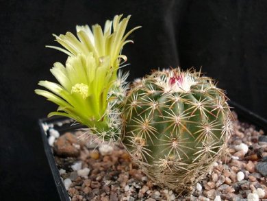Echinocereus Viridiflorus