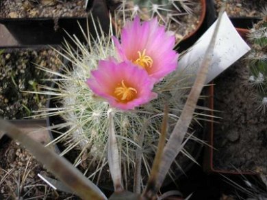 Echinomastus Macdowellii