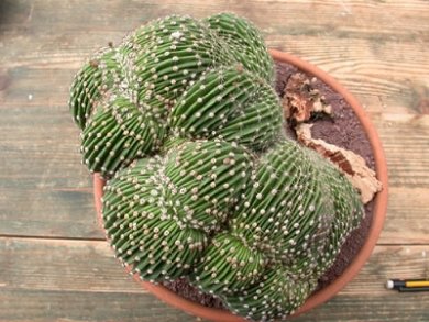 Echinopsis Eyriesii Crestato