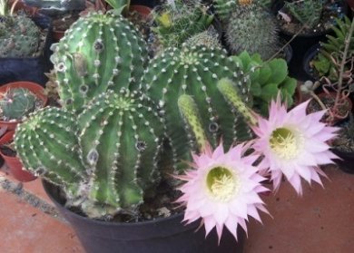 Echinopsis Eyriesii