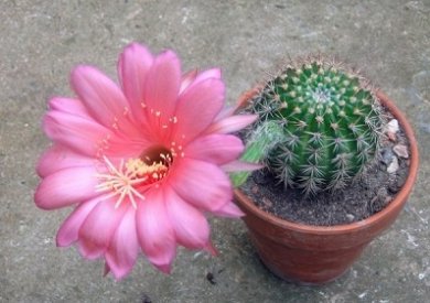 Echinopsis Mamillosa