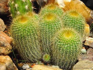 Eriocactus Leninghausii