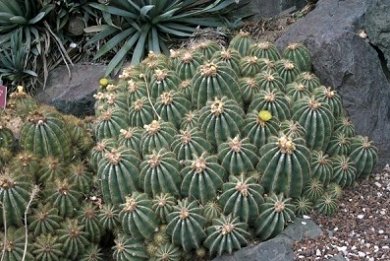 Eriocactus Magnificus