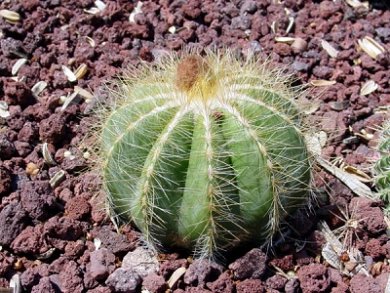Eriocactus Warasii