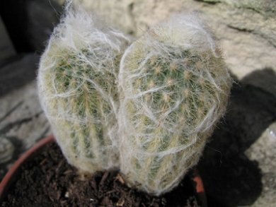 Espostoa Lanata