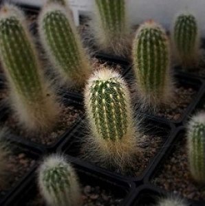 Espostoa Mirabilis