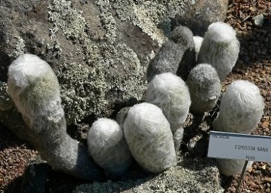 Espostoa Nana
