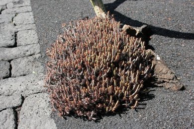 Euphorbia Aeruginosa