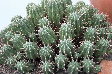 Euphorbia Aggregata