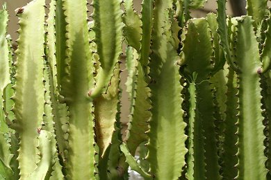 Euphorbia Ammak