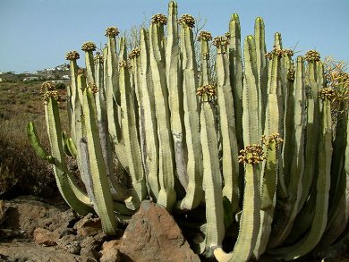 Euphorbia Canariensis