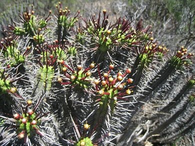 Euphorbia Enopla