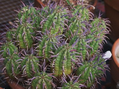 Euphorbia Ferox