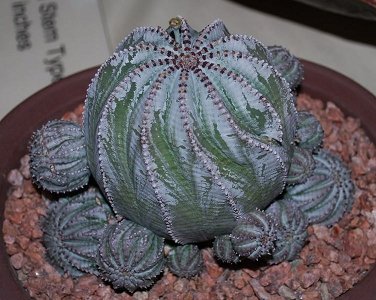 Euphorbia Horrida Striata