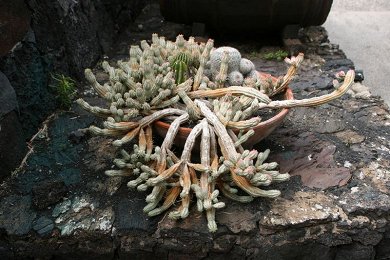 Euphorbia Mammillaris Variegata