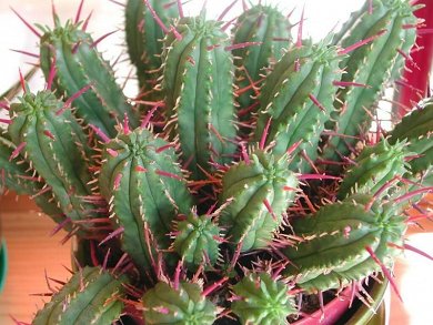 Euphorbia Mammillaris