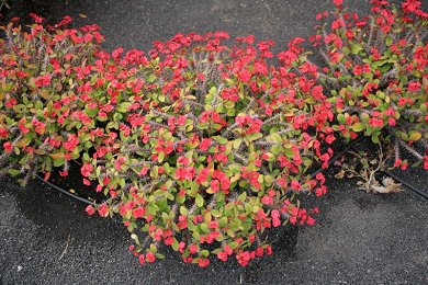 Euphorbia Milii