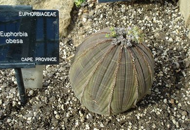 Euphorbia Obesa