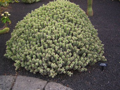 Euphorbia Polyacantha