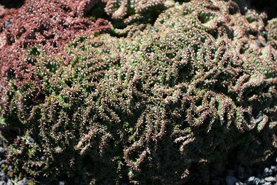 Euphorbia Pugniformis Crestata