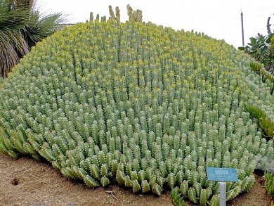 Euphorbia Resinifera