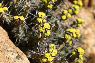 Euphorbia Schinzii