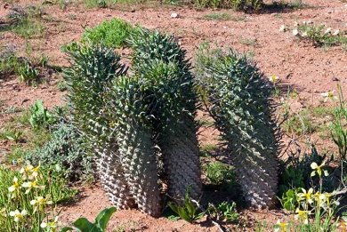 Euphorbia Schoenlandii