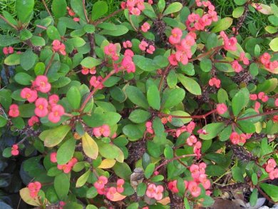 Euphorbia Splendens
