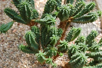 Euphorbia Submammillaris