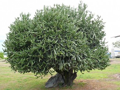Euphorbia Triangularis