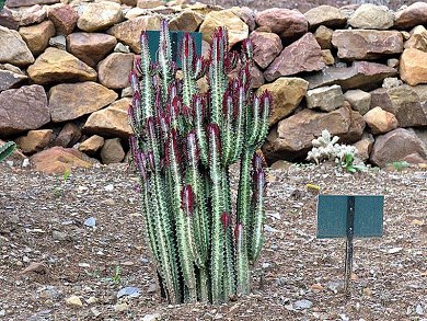Euphorbia Trigona Rubra