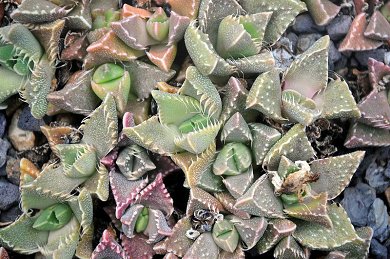 Faucaria Tuberculosa