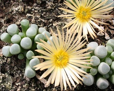 Fenestraria Aurantiaca