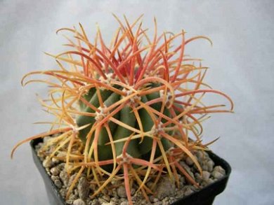 Ferocactus Chrysacanthus v. Rubrispinus
