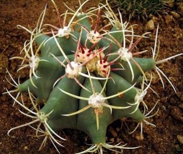 Ferocactus Covillei
