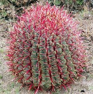 Ferocactus Cylindraceus