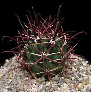 Ferocactus Emoryi
