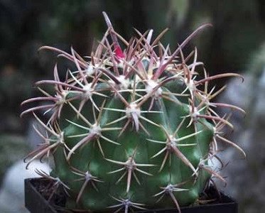 Ferocactus Fordii