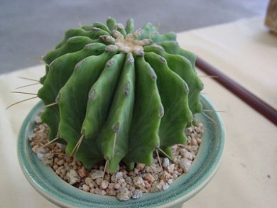 Ferocactus Glaucescens f. Inermis
