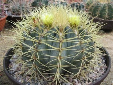Ferocactus Glaucescens