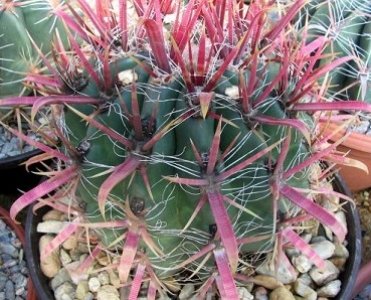 Ferocactus Gracilis