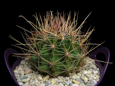 Ferocactus Hamatacanthus